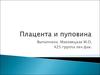 Плацента и пуповина