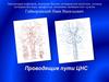 Проводящие пути ЦНС