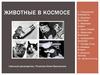 Животные в космосе