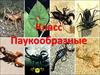 Класс Паукообразные