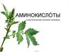 Аминокислоты в растительном питании человека