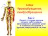 Кровообращение, лимфообращение
