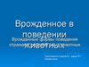 Врожденное в поведении животных. (Тема 2)