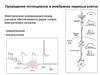 Проведение потенциалов в мембранах нервных клеток