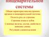 Анатомия и физиология пищеварительной системы