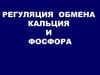 Регуляция обмена кальция и фосфора