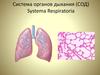 Система органов дыхания