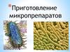 Приготовление микропрепаратов. Работа с иммерсионной системой