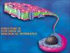 Structure & functions of biological membranes