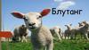 Катаральная лихорадка овец («Синий язык», Блутанг)
