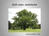 Дуб - царь деревьев