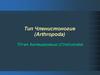 Тип Членистоногие (Arthropoda). Подтип Хелицеровые (Chelicerata)