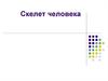 Скелет человека