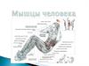 Мышцы человека