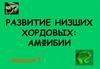 Развитие низших хордовых. Амфибии
