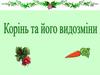 Корінь та його видозміни