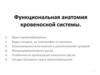 Функциональная анатомия кровеносной системы