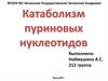 Катаболизм пуриновых нуклеотидов