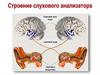 Строение слухового анализатора