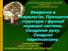 Введення в неврологію. Принципи структури і функції нервової системи. Синдроми руху. Синдром паркінсонізму