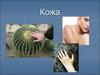 Кожа