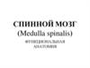 Спинной мозг. Функциональная анатомия