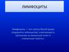 Лимфоциты. Иммунная система