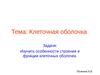 Клеточная оболочка. Особенности строения и функции клеточных оболочек