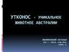 Утконос - уникальное животное Австралии