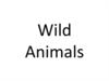 Wild Animals