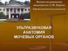 Ультразвуковая анатомия мочевых органов