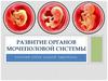 Развитие органов мочеполовой системы