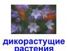 Дикорастущие растения и цветы