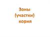Зоны корня