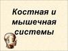 Костная и мышечная системы. Скелет головы