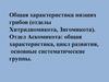 Общая характеристика низших грибов