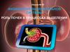 Физиология выделительной системы. Роль почек в процессах выделения