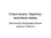 Ствол мозга. Черепно-мозговые нервы