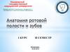 Ротовая полость. Строение и функции