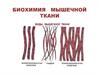 Биохимия мышечной ткани