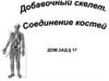 Добавочный скелет. Соединение костей