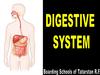 Digestive system