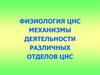 Физиология ЦНС. Механизмы деятельности различных отделов ЦНС
