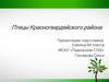 Птицы Красногвардейского района