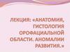 Топография и гистология полости рта и ротоглотки