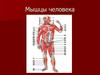 Мышцы человека