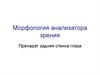 Морфология анализатора зрения. Препарат задняя стенка глаза