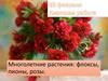 Многолетние растения: флоксы, пионы, розы