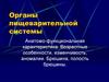 Органы пищеварительной системы