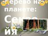 Самое высокое дерево на планете. Секвойя